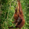 Orangutan bornejsky - Pongo pygmaeus - Bornean Orangutan o9436